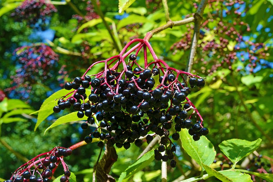 elder-elderberries-sambucus-nigra-black-elderberry.jpg